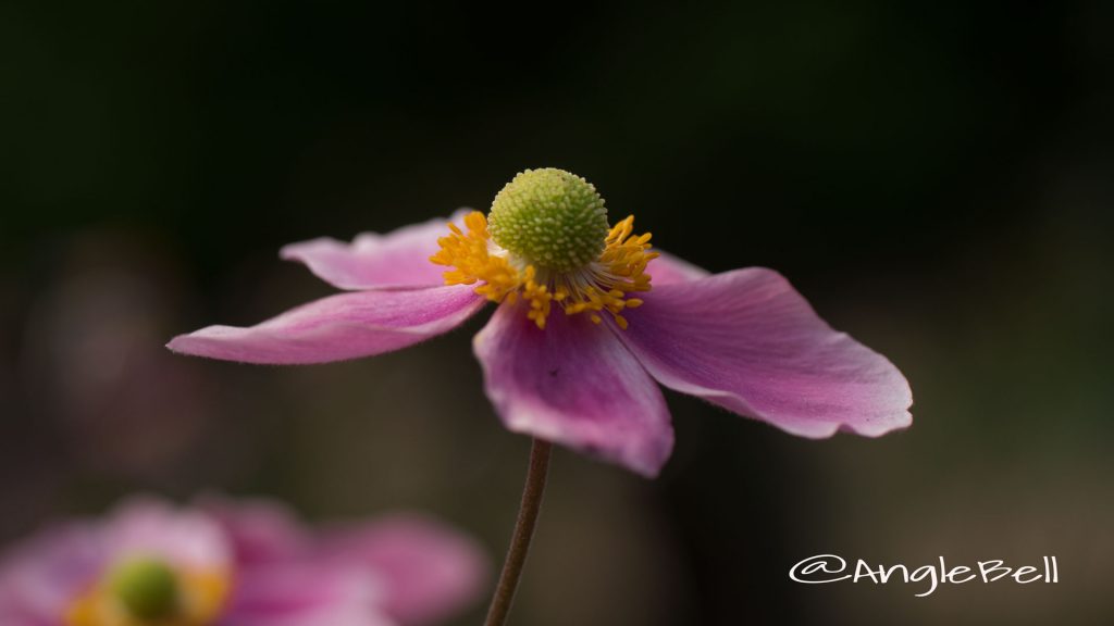 シュウメイギク 秋明菊 Photo2
