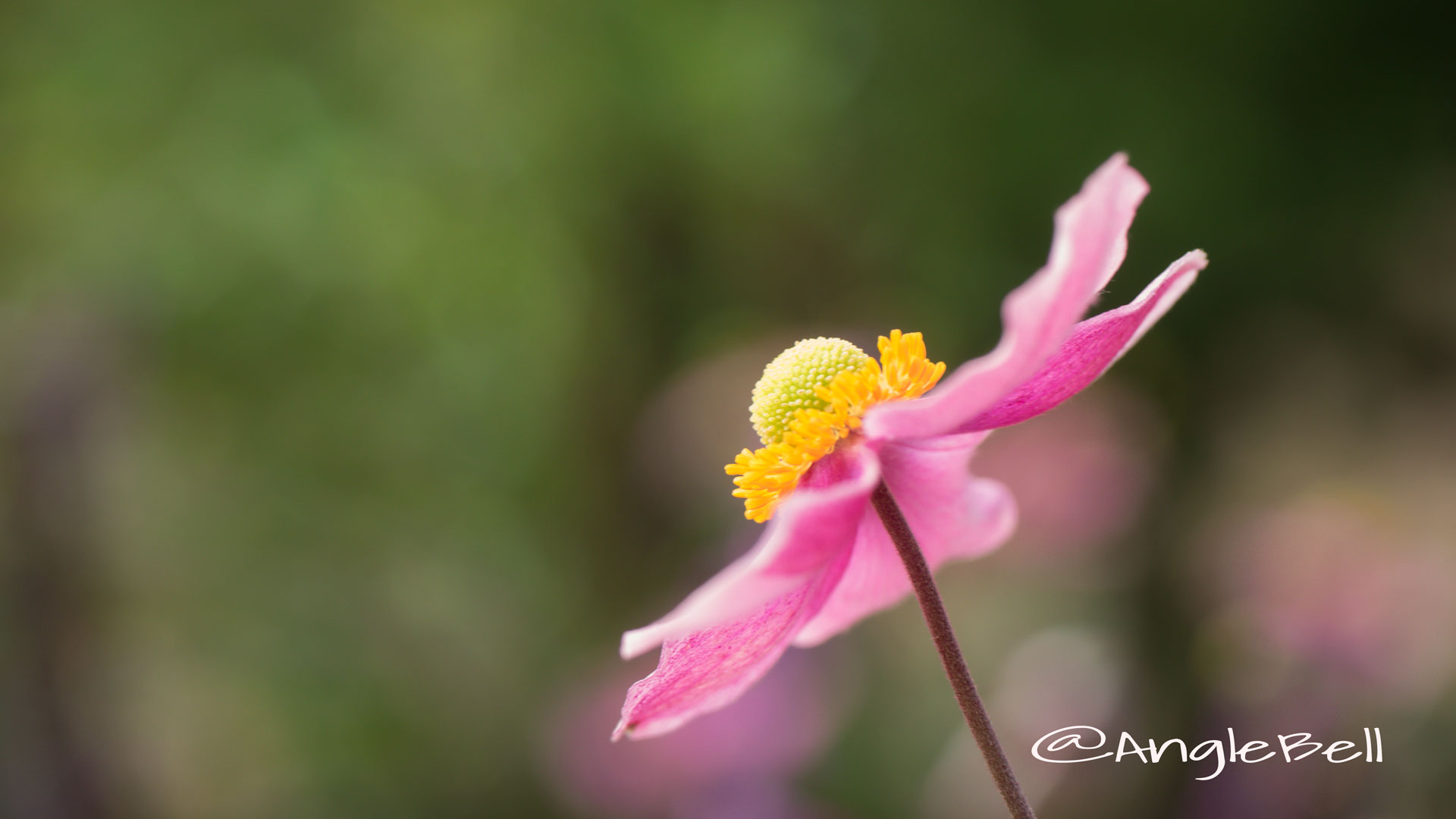 シュウメイギク 秋明菊 Photo3