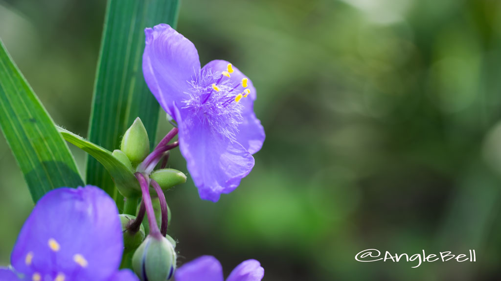 オオムラサキツユクサ Flower Photo2