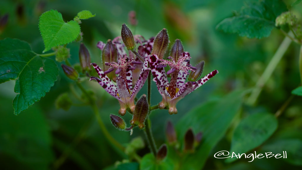 杜鵑草 Flower Photo5