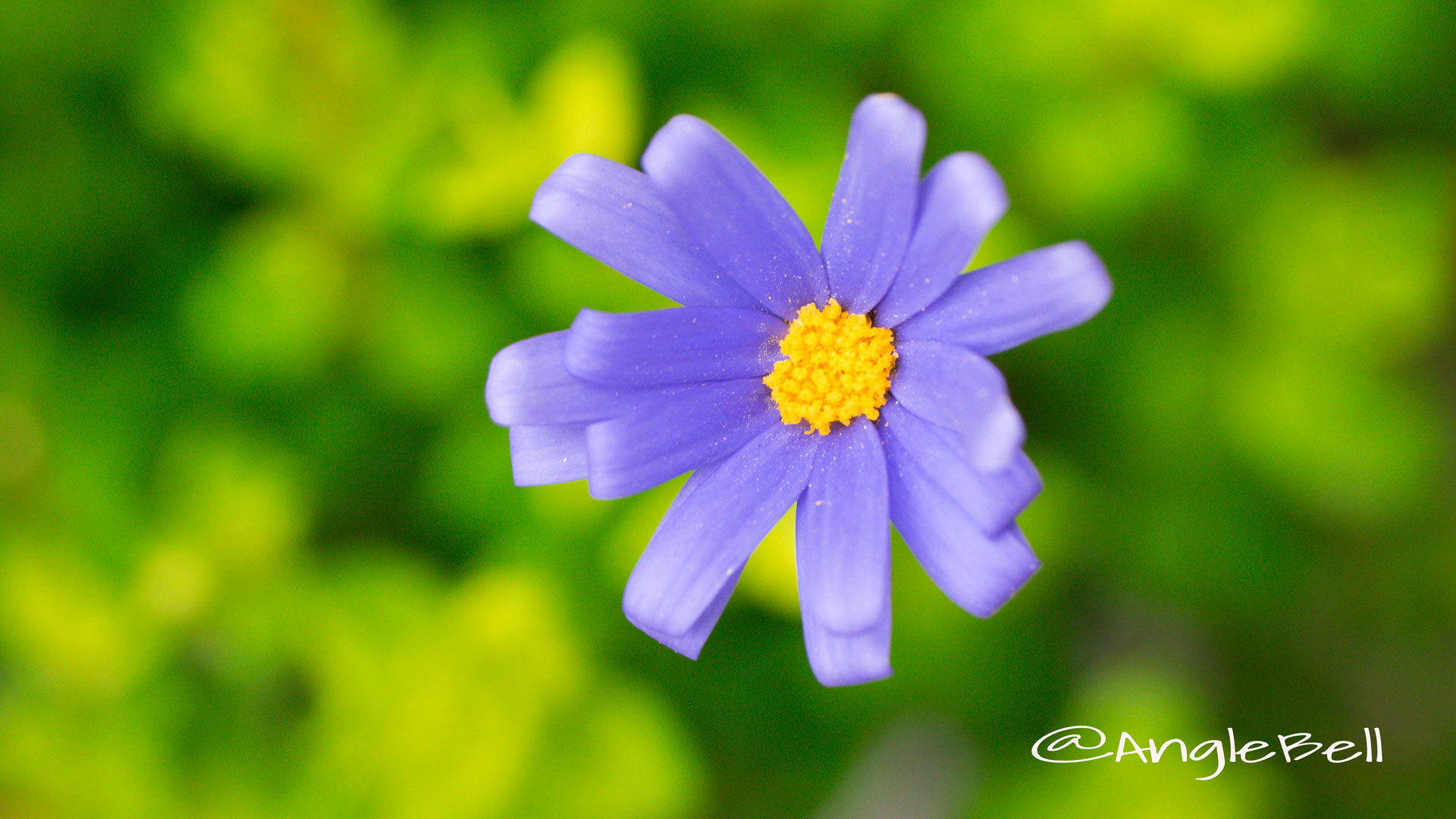 ブルーデージー Flower Photo2