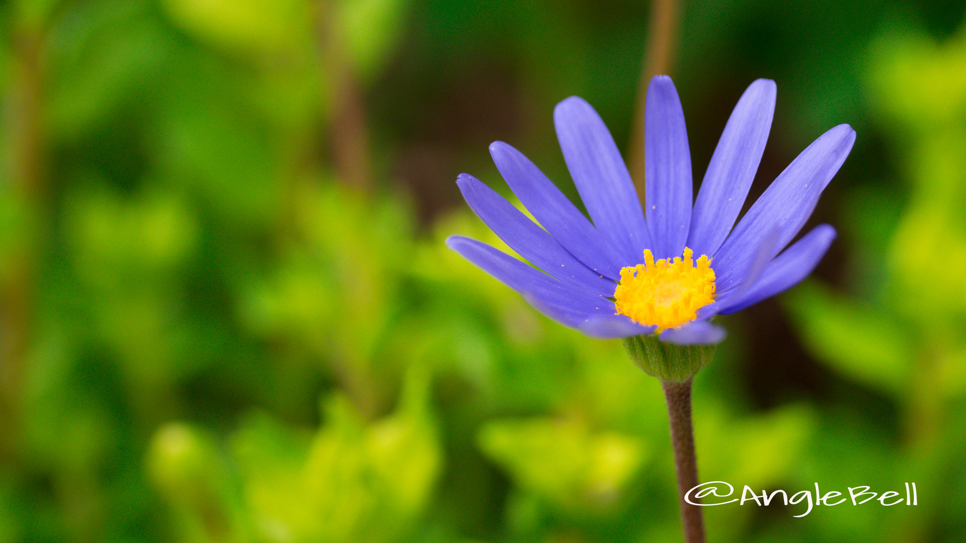 ブルーデージー Flower Photo3