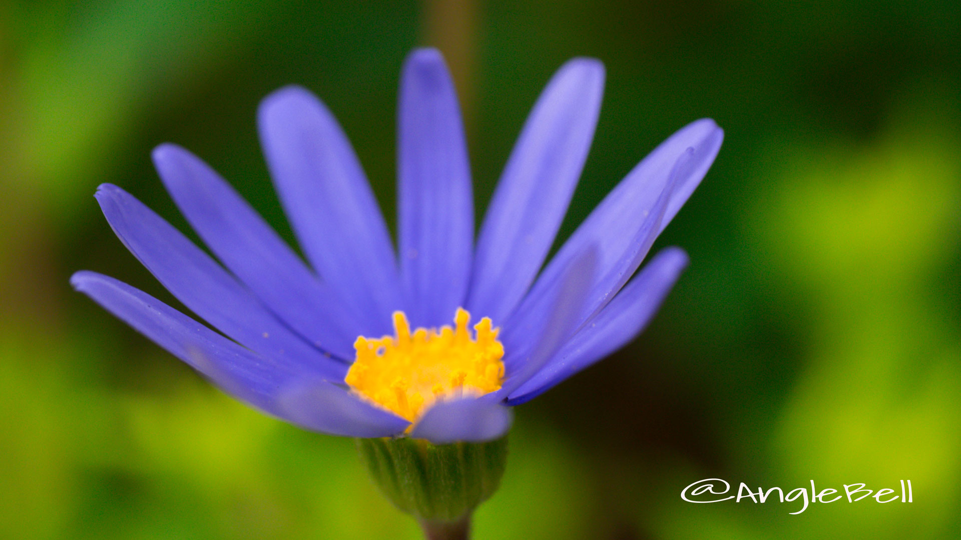 ブルーデージー Flower Photo1