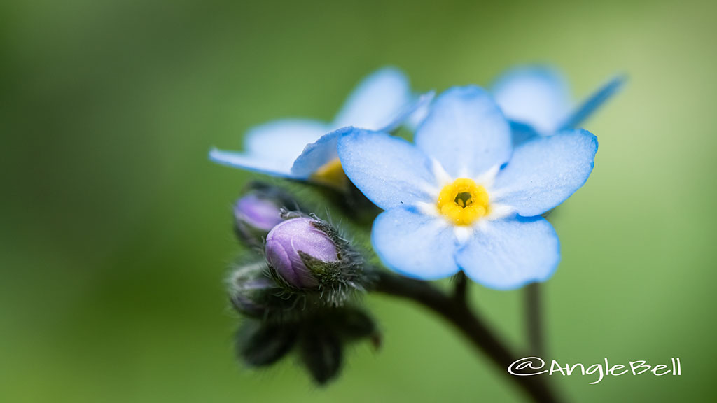 ワスレナグサ 勿忘草 Flower Photo3