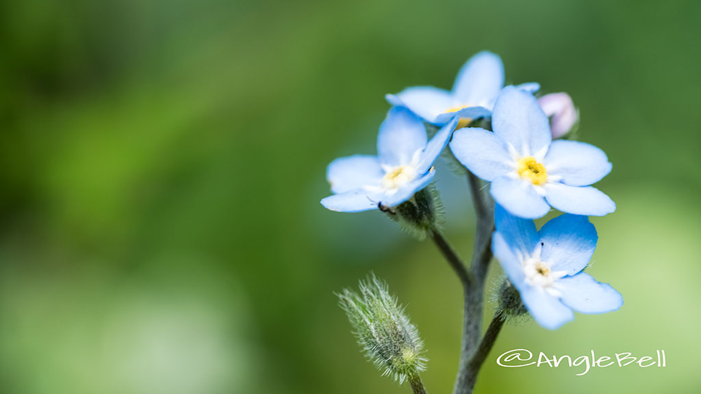 ワスレナグサ 勿忘草 Flower Photo2