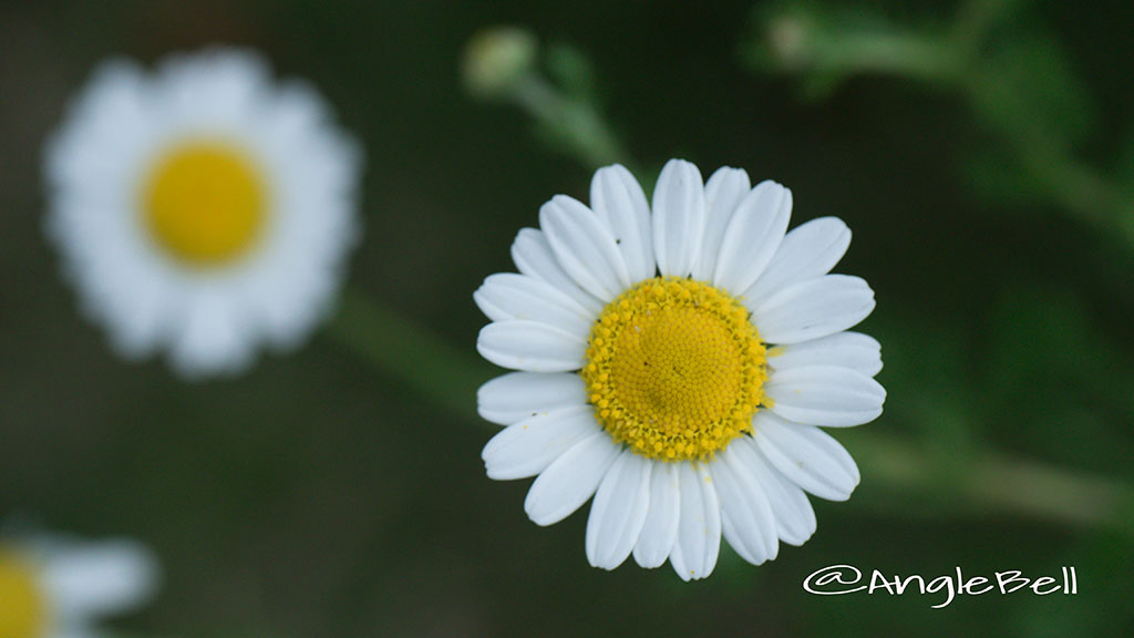 カモミール Flower Photo3