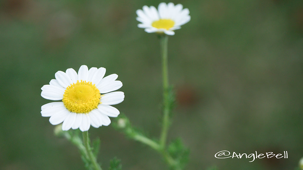 カモミール Flower Photo2