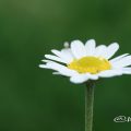 カモミール Flower Photo1
