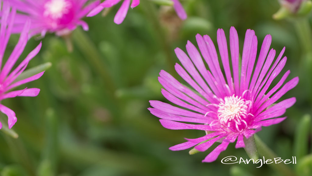 マツバギク 松葉菊 Flower Photo2