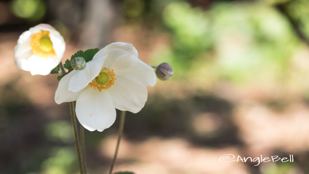 シュウメイギク 秋明菊 Photo5