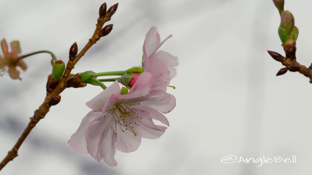 アーコレード 桜 Flower Photo2