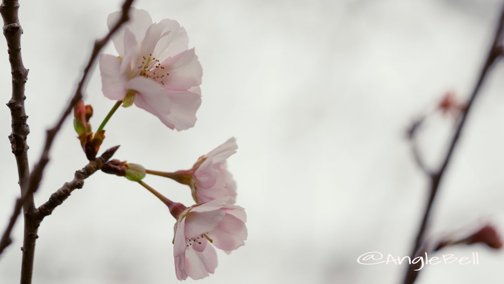 アーコレード 桜 Flower Photo3