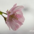 アーコレード 桜 Flower Photo1