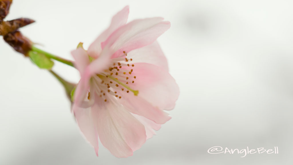 アーコレード 桜 Flower Photo4