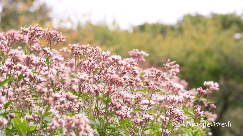 サワフジバカマ Flower Photo2