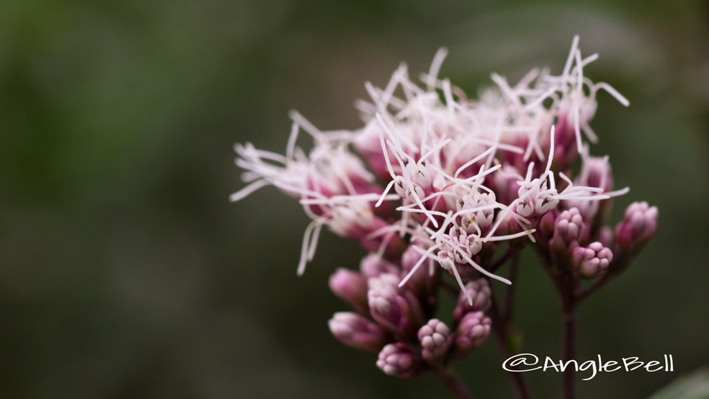 サワフジバカマ Flower Photo3