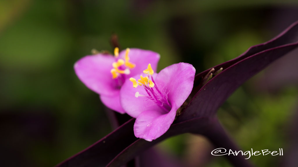 紫御殿 Flower Photo2