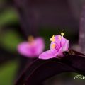 紫御殿 Flower Photo1