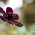 チョコレートコスモス Flower Photo1