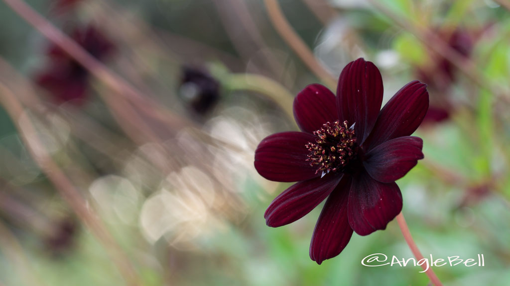 チョコレートコスモス Flower Photo2