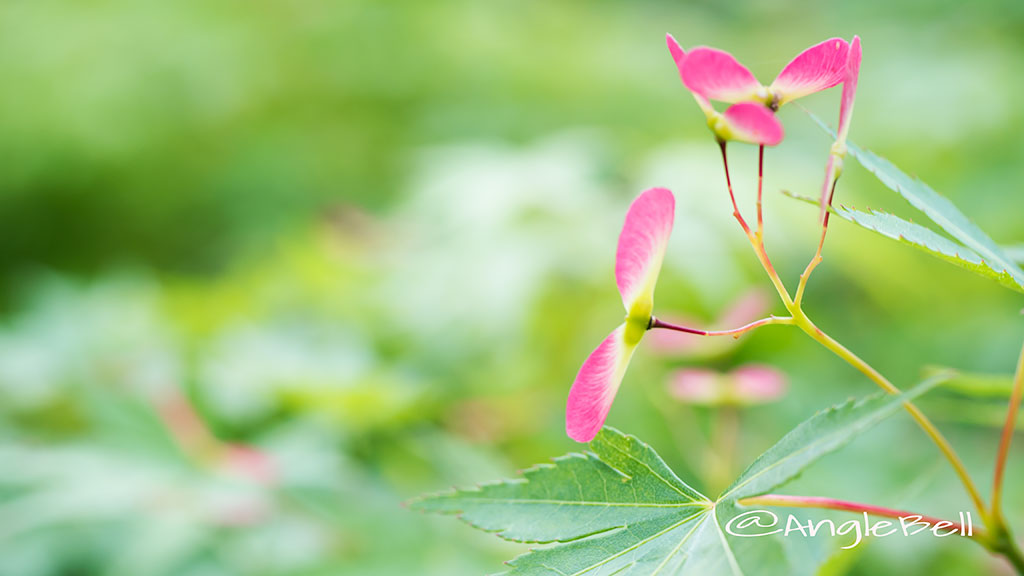 カエデ 楓(種子) Flower Photo1