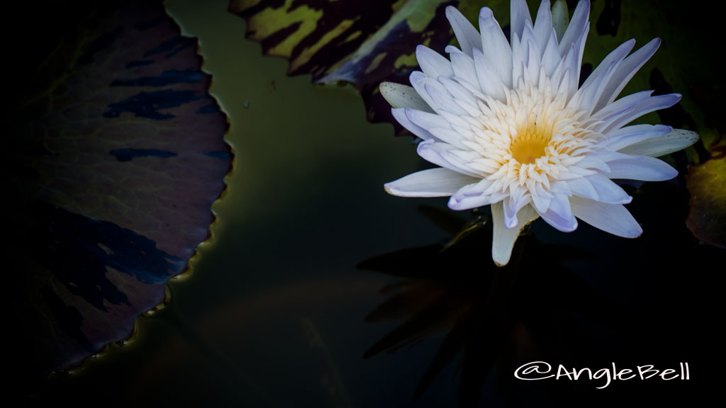 アバランチ (スイレン) Flower Photo1