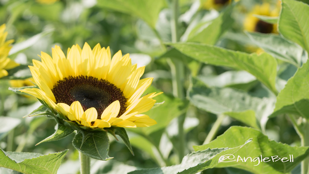 ヒマワリ サンリッチバナナ Flower Photo1