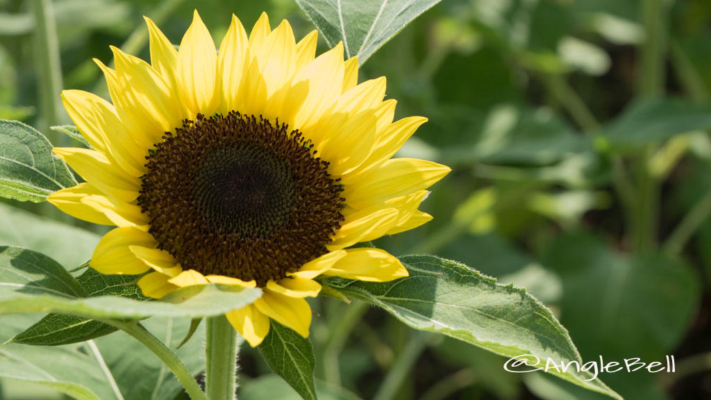 ヒマワリ サンリッチバナナ Flower Photo2