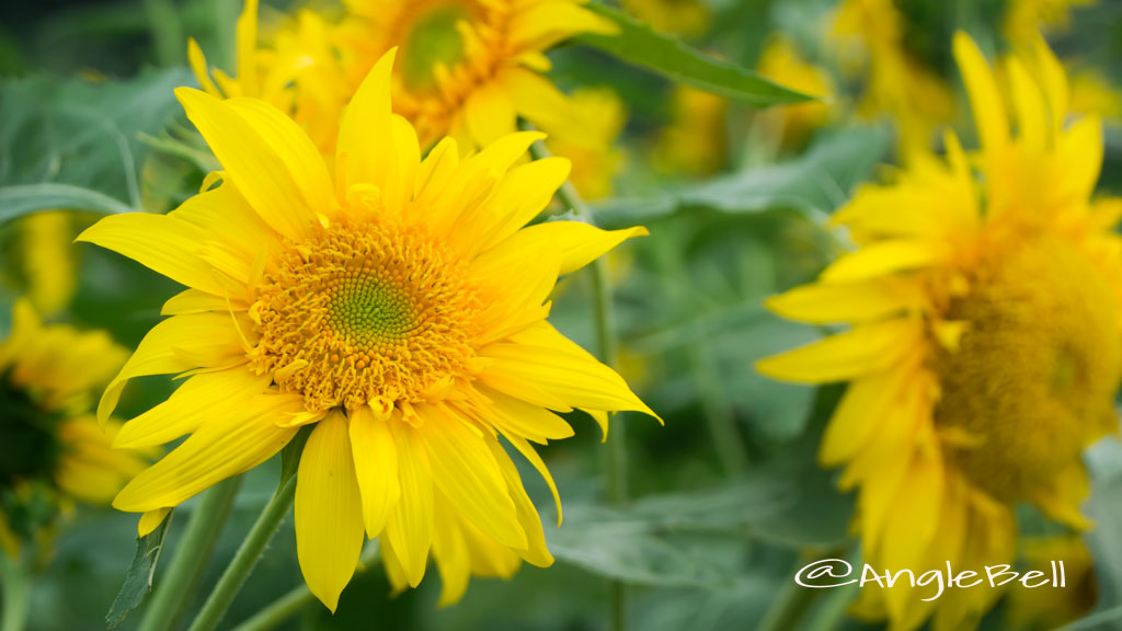 ヒマワリ ゴーギャン Flower Photo2