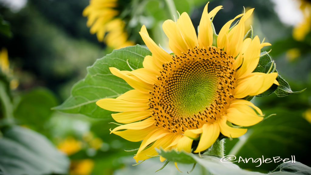 ヒマワリ ハイブリッドサンフラワー Flower Photo1