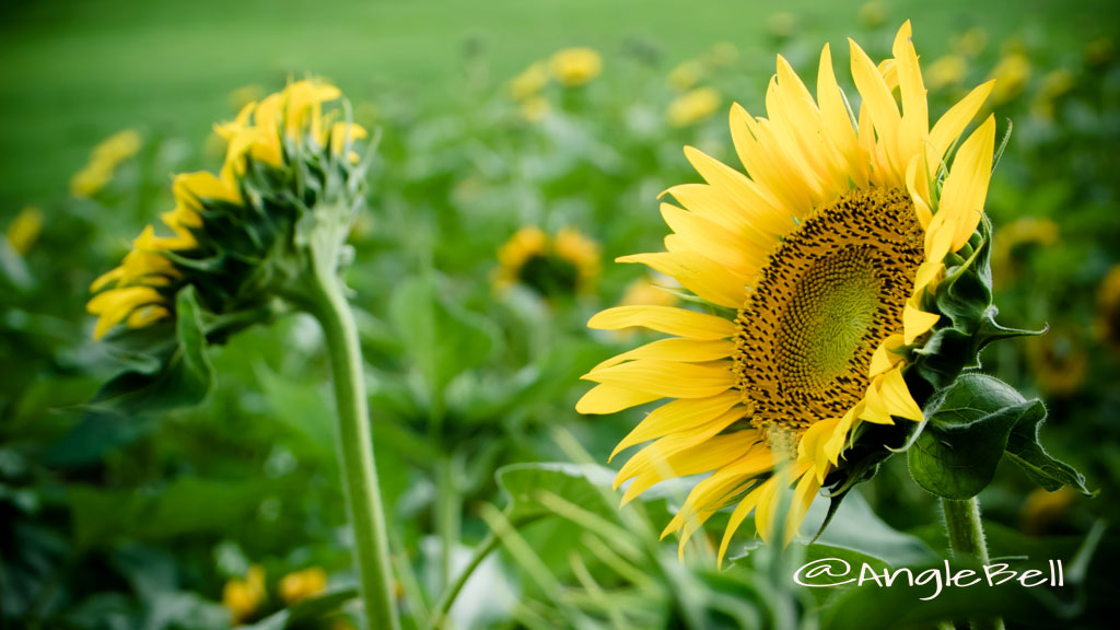 ヒマワリ ハイブリッドサンフラワー Flower Photo2