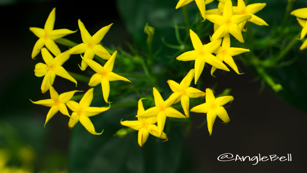 コンロンカ 崑崙花 Flower Photo1