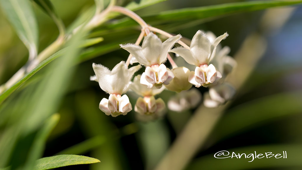 フウセントウワタ 風船唐綿(花) Flower Photo1