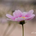 コスモス ハッピーリング Flower Photo3
