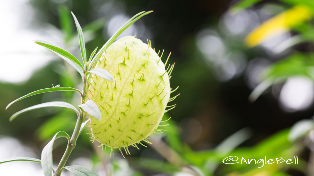 フウセントウワタ 風船唐綿(実) Flower Photo2