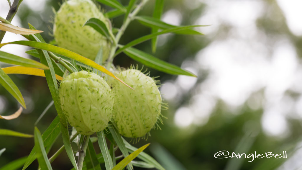 フウセントウワタ 風船唐綿(実) Flower Photo4