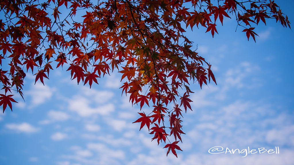 カエデ 楓 Flower Photo3