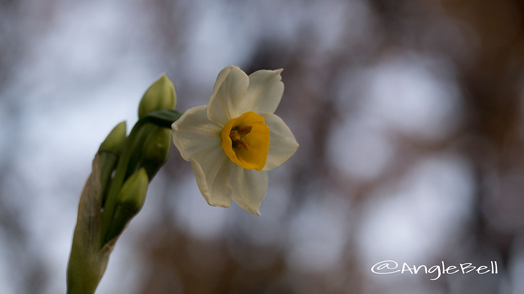 スイセン 水仙 Flower Photo3