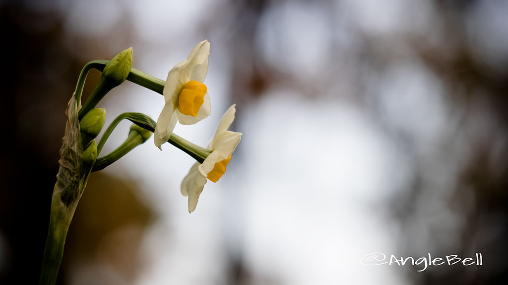 スイセン 水仙 Flower Photo2