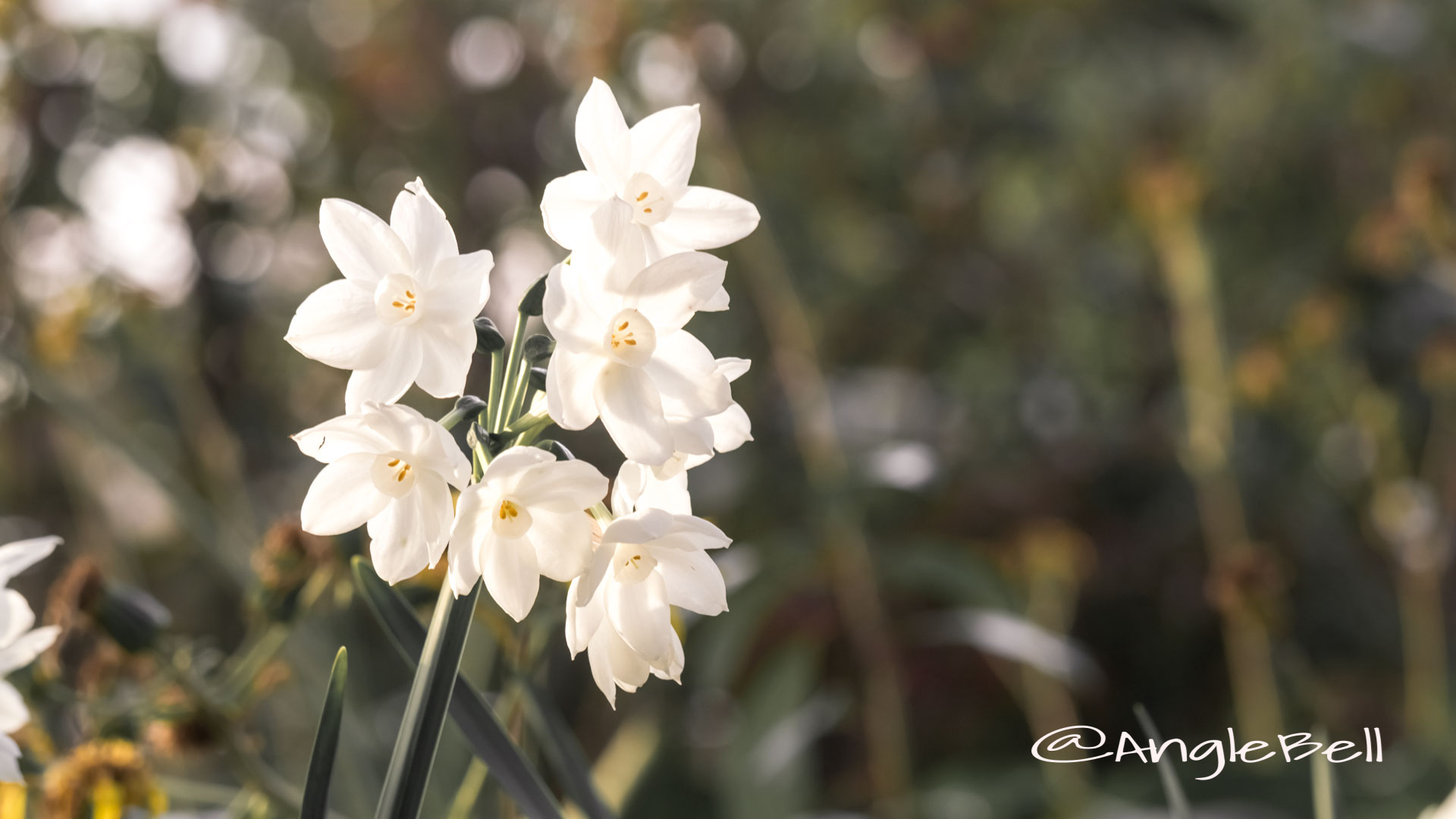 ペーパーホワイト 白水仙 Flower Photo1