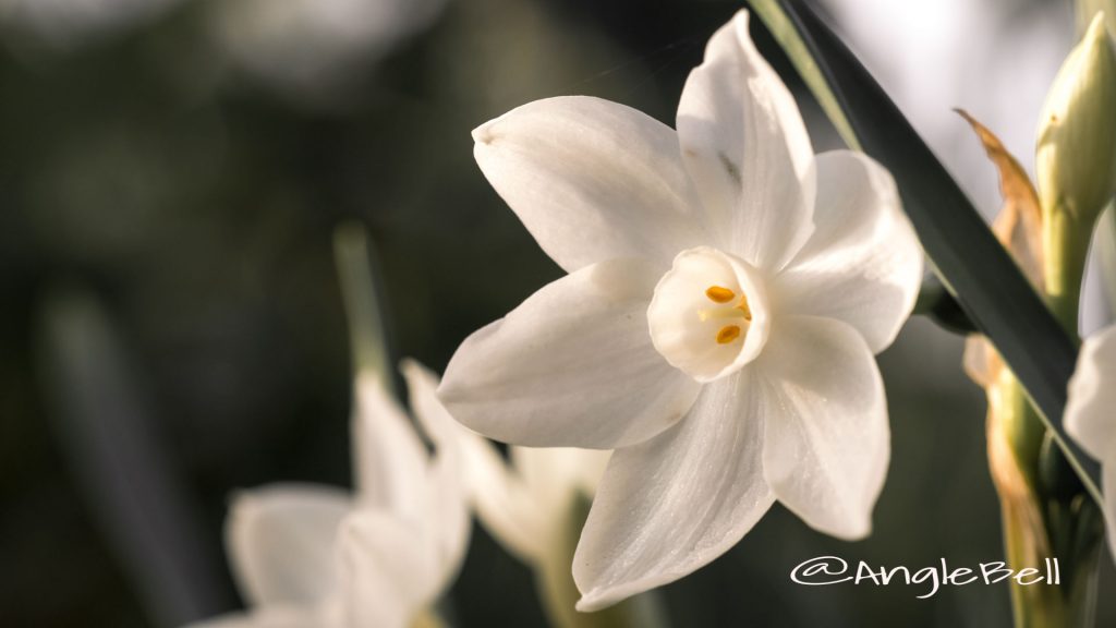 ペーパーホワイト 白水仙 Flower Photo2