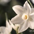 ペーパーホワイト 白水仙 Flower Photo2