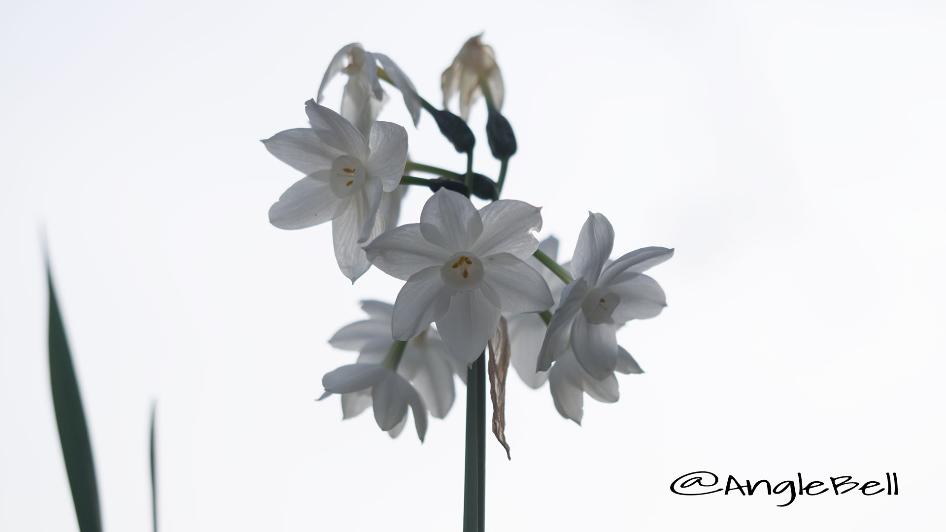 ペーパーホワイト 白水仙 Flower Photo3