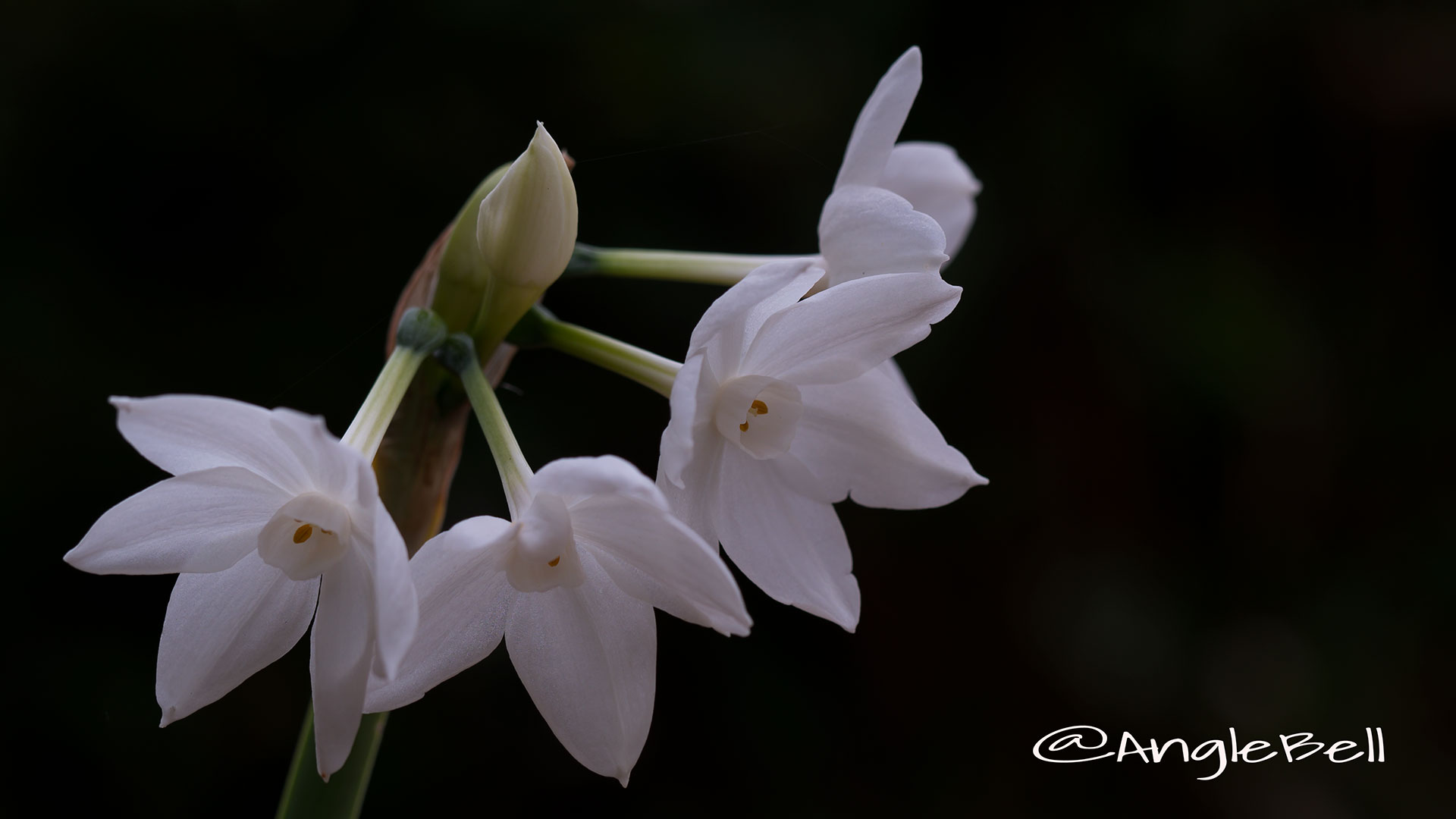 ペーパーホワイト 白水仙 Flower Photo4