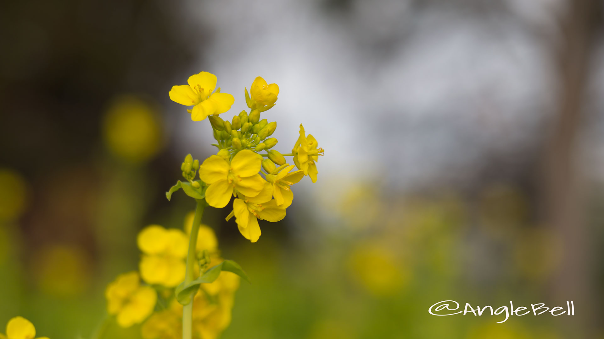 ナノハナ 菜の花 Flower Photo2