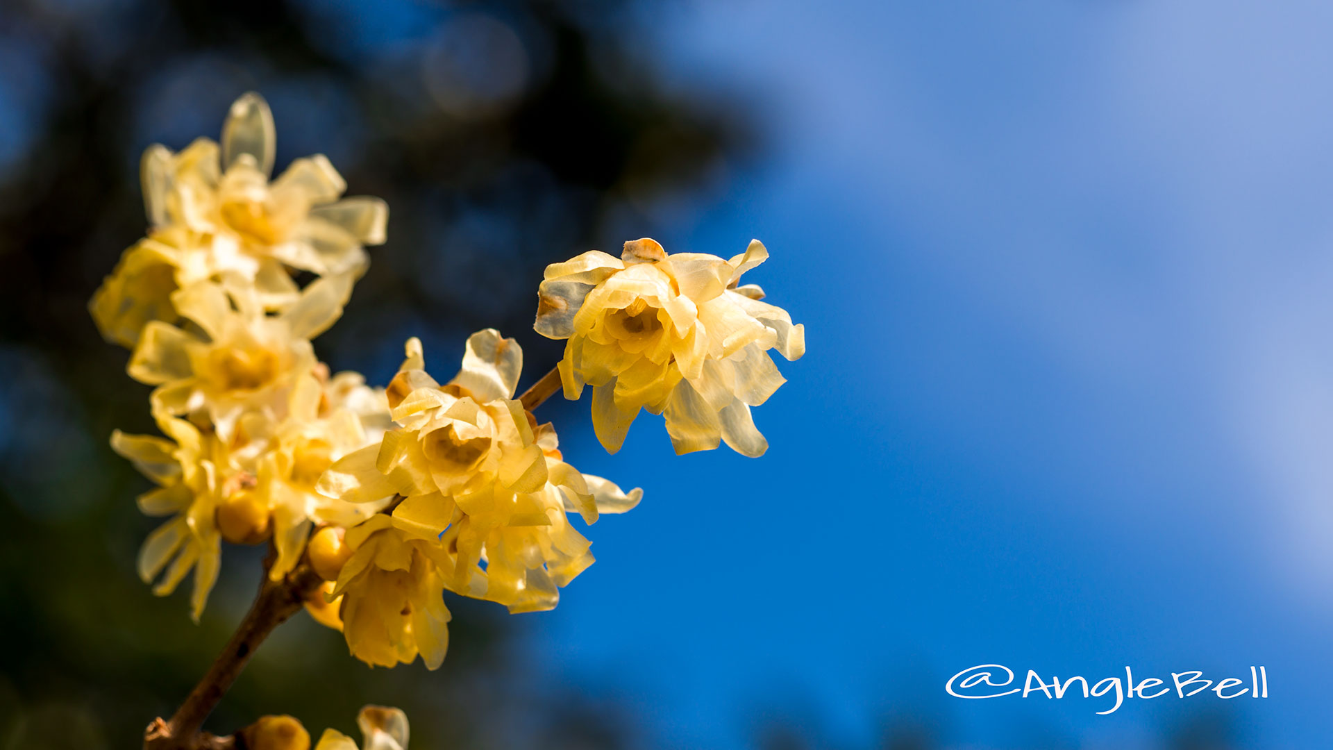 ソシンロウバイ 素心蝋梅 Flower Photo2