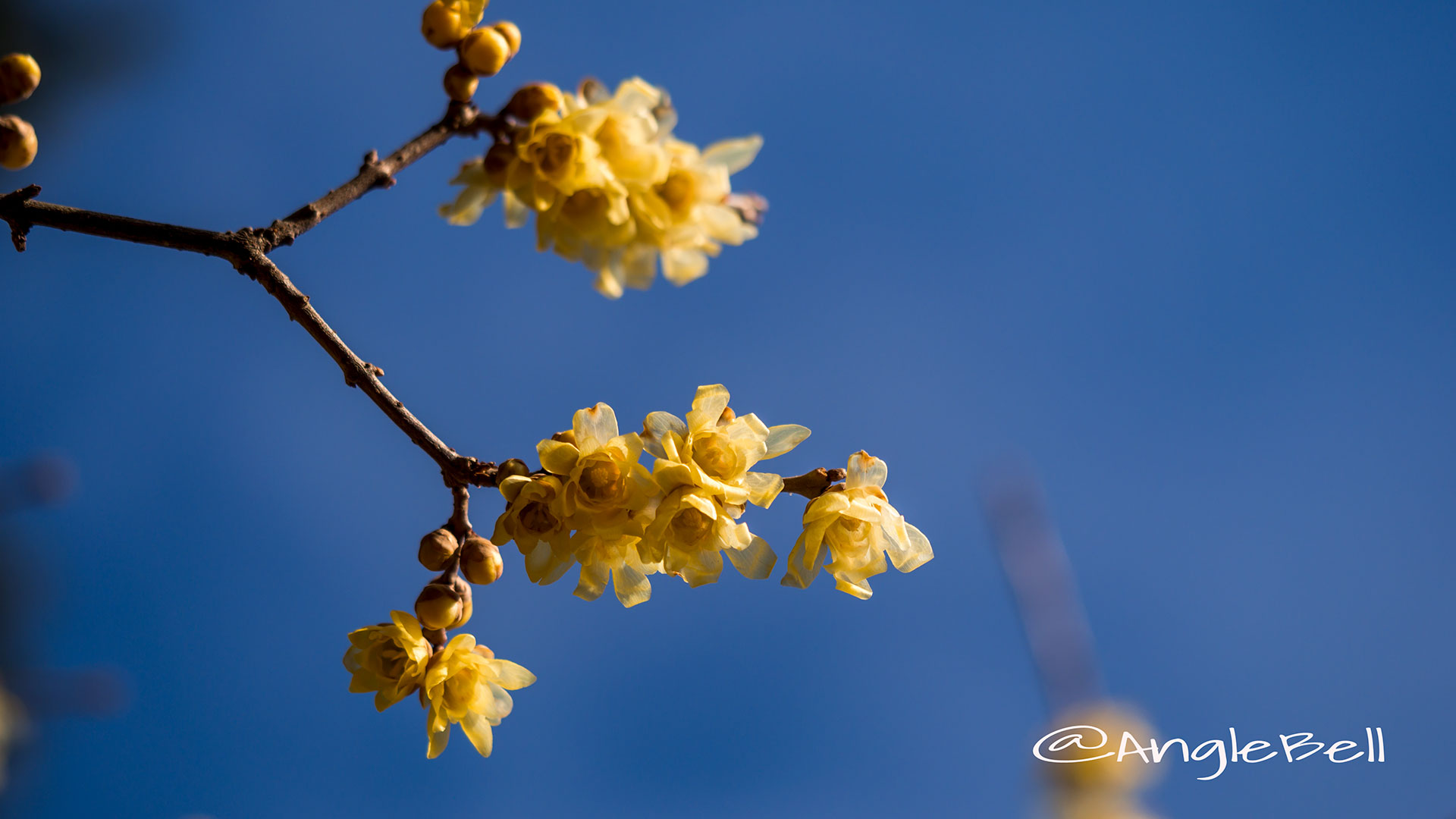 ソシンロウバイ 素心蝋梅 Flower Photo1
