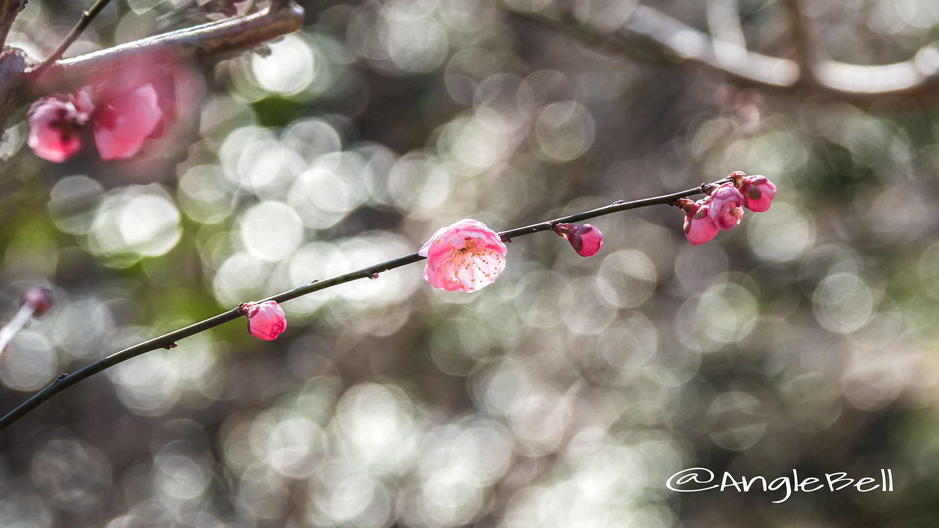 ウメ 梅 Flower Photo2