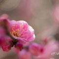 ウメ 梅 Flower Photo1