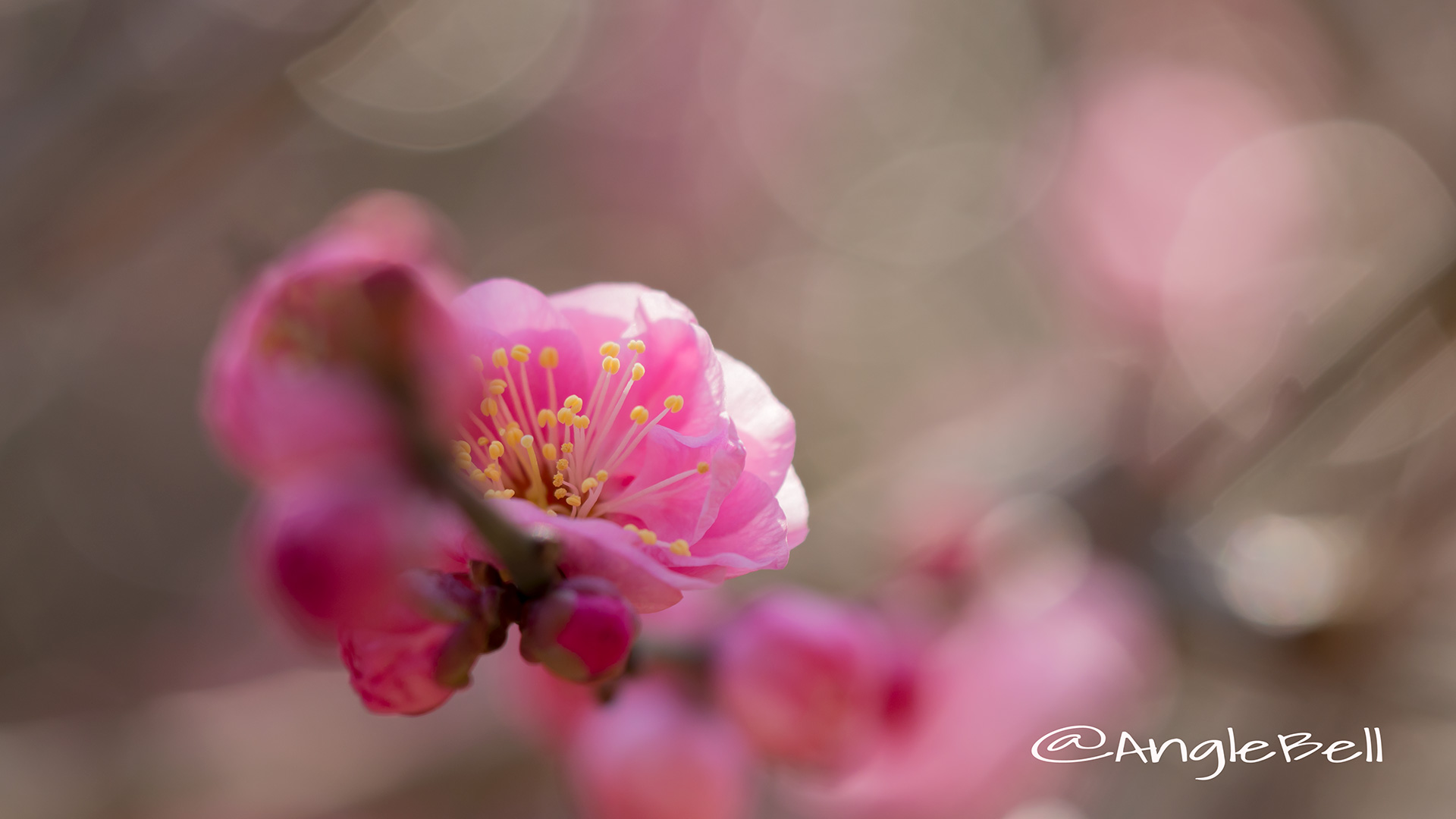 ウメ 梅 Flower Photo1